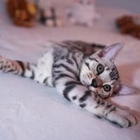 Chatons bengal loof #2
