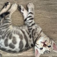 Chatons bengal loof #4