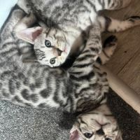 Chatons bengal loof #5