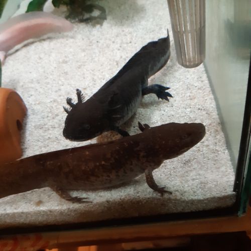 Axolotl albinos #1