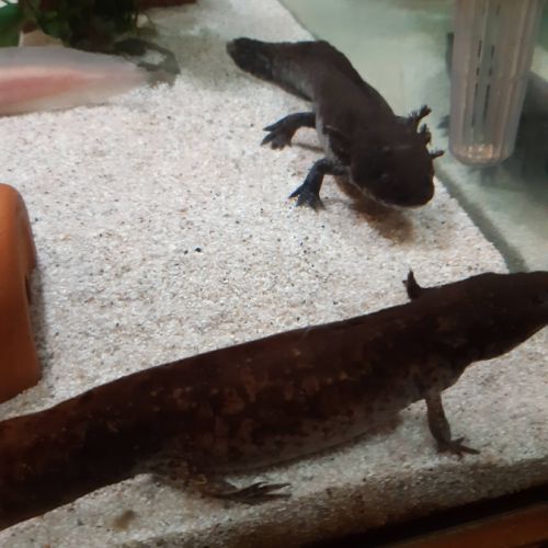 Axolotl albinos #2