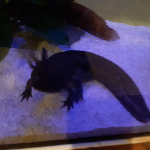 Axolotl albinos #3