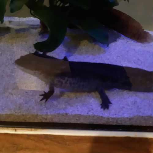 Axolotl albinos #4