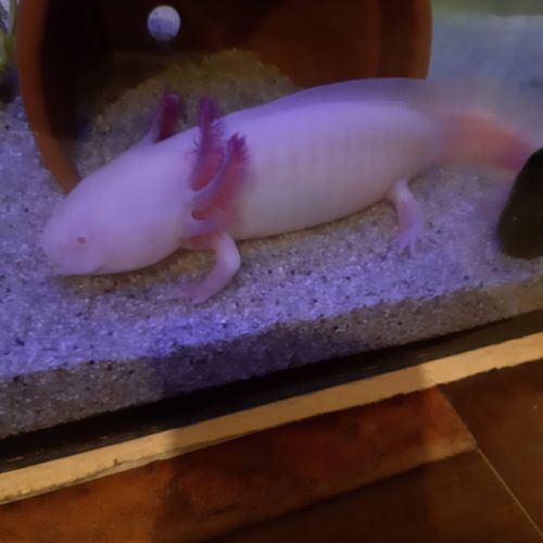 Axolotl albinos
