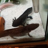 Axolotl albinos #1