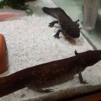 Axolotl albinos #2