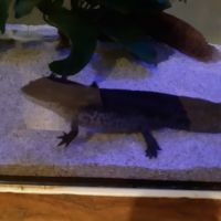 Axolotl albinos #4
