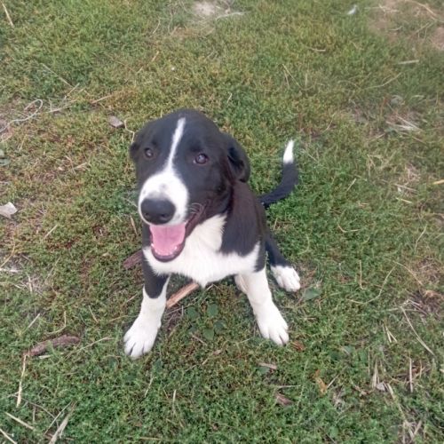 Chiot border collie #0