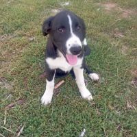 Chiot border collie #1