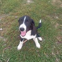 Chiot border collie