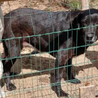 Donne adorable chienne labrador