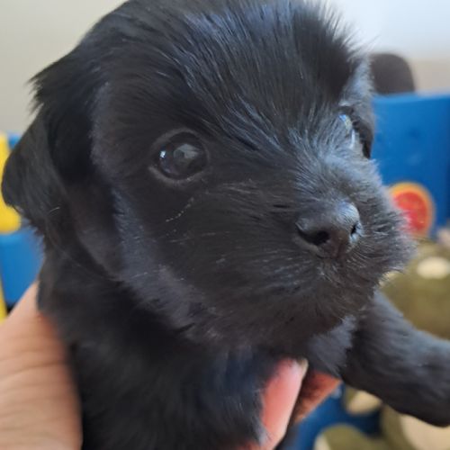 4 adorables chiots bichons havanais #1