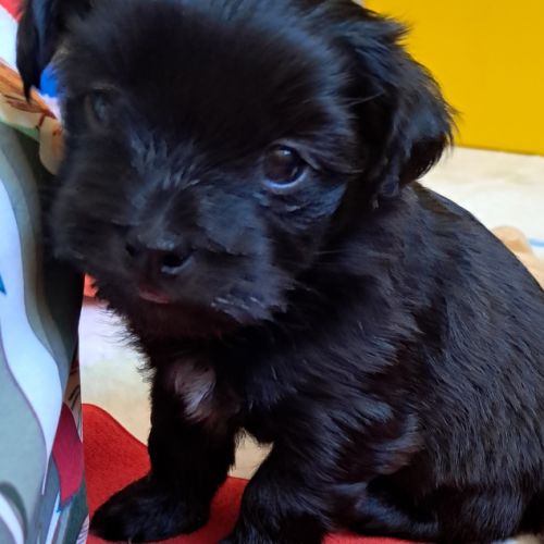 4 adorables chiots bichons havanais #2