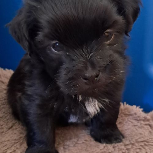 4 adorables chiots bichons havanais #0