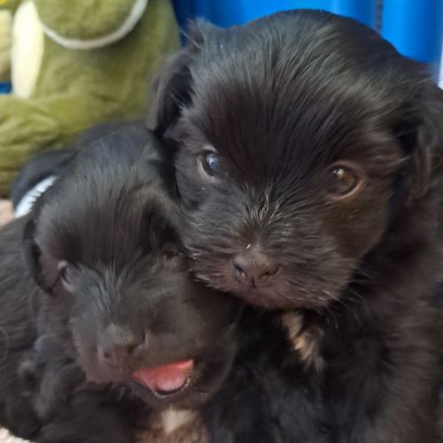 4 adorables chiots bichons havanais #4