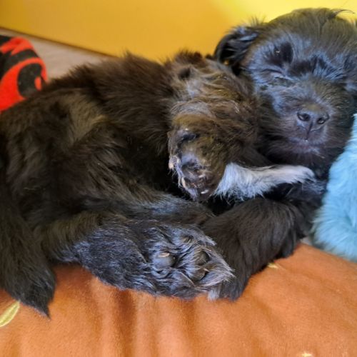 4 adorables chiots bichons havanais #5