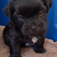 4 adorables chiots bichons havanais