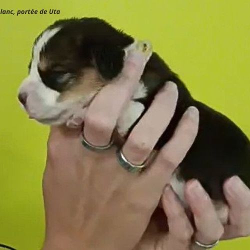 Chiots beagle bicolores et tricolores lof #1