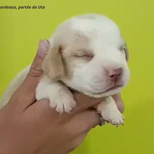Chiots beagle bicolores et tricolores lof #2