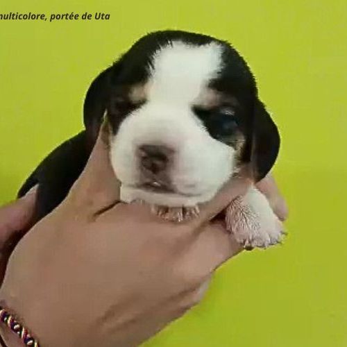 Chiots beagle bicolores et tricolores lof #3