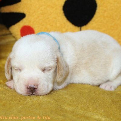 Chiots beagle bicolores et tricolores lof