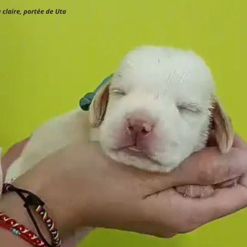 Chiots beagle bicolores et tricolores lof #4