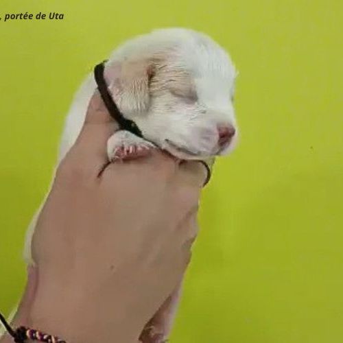 Chiots beagle bicolores et tricolores lof #5