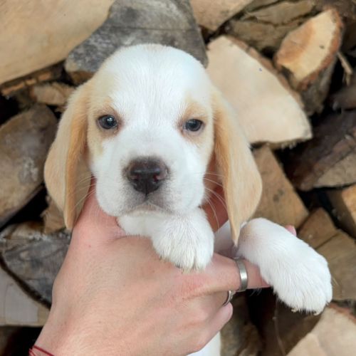 Chiots beagle bicolores et tricolores lof #4