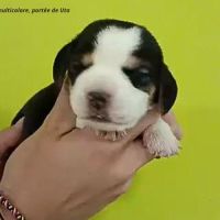 Chiots beagle bicolores et tricolores lof #3