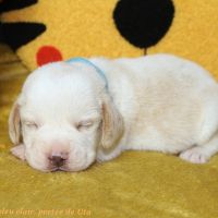 Chiots beagle bicolores et tricolores lof