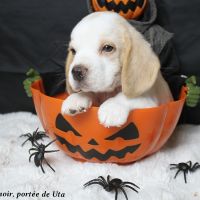 Chiots beagle bicolores et tricolores lof #1