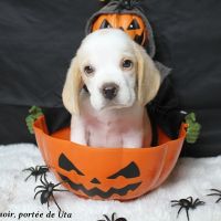 Chiots beagle bicolores et tricolores lof
