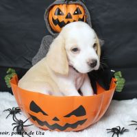 Chiots beagle bicolores et tricolores lof #3