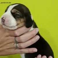 Chiots beagle bicolores et tricolores lof