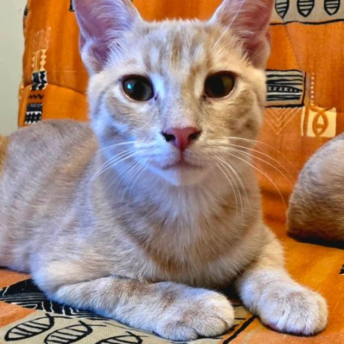 Tao et osis, adorable duo à l'adoption #2