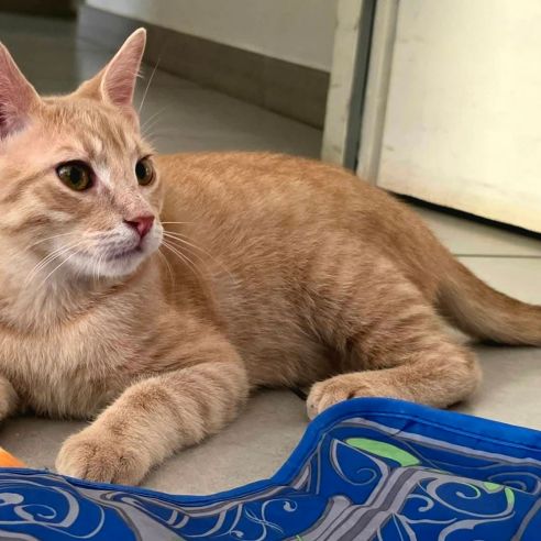 Tao et osis, adorable duo à l'adoption #3