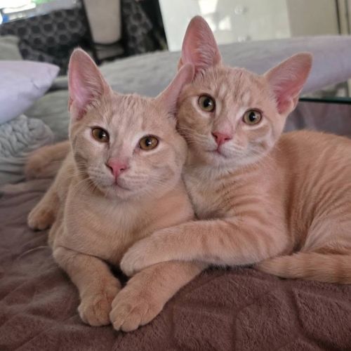 Tao et osis, adorable duo à l'adoption