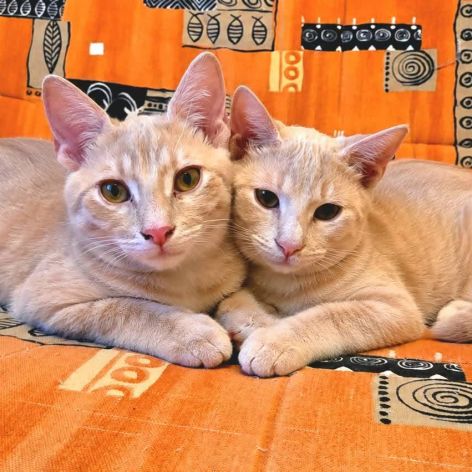 Tao et osis, adorable duo à l'adoption #5