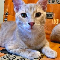 Tao et osis, adorable duo à l'adoption #2
