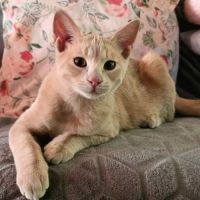 Tao et osis, adorable duo à l'adoption #6