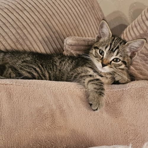Sakura, adorable chaton à l'adoption #0