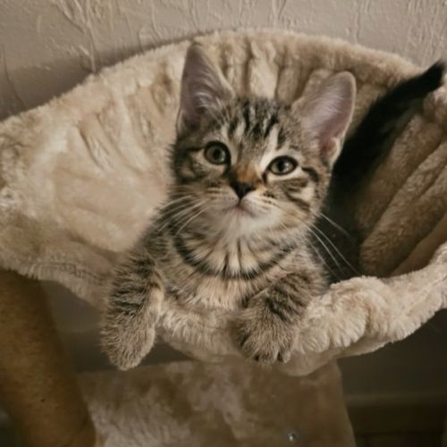 Sakura, adorable chaton à l'adoption #2