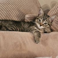 Sakura, adorable chaton à l'adoption
