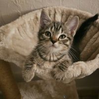Sakura, adorable chaton à l'adoption #2