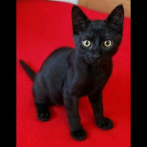 Isis, adorable chaton à l'adoption