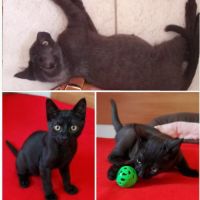 Isis, adorable chaton à l'adoption #1