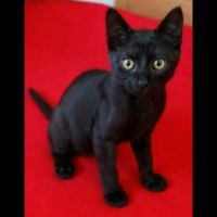 Isis, adorable chaton à l'adoption #0