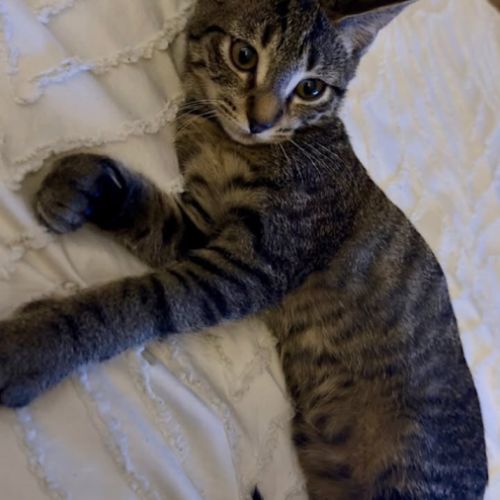 Blake, adorable chaton à l'adoption #1