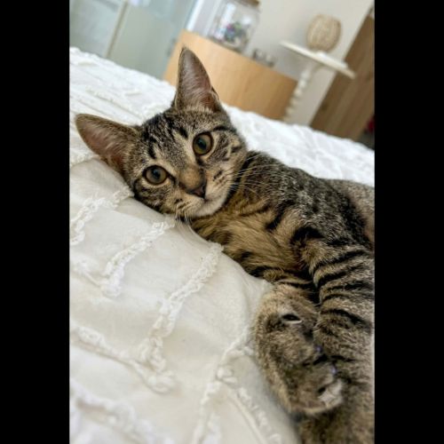 Blake, adorable chaton à l'adoption