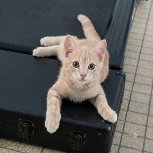 Fantome, chaton à l'adoption